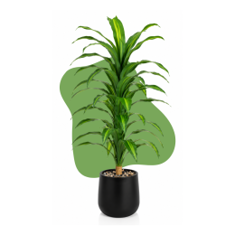 🌿 شجر دراسينا صناعي بتصميم أنيق يضيف لمسة مميزة للمكان.