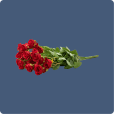 Category image