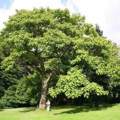 بذور شجرة ترمناليا أرجونا-Terminalia arjuna