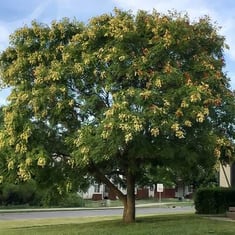 بذور شجرة المطر الذهبية-30بذرة