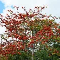 بذور شجرة البومباكس-40بذرة
