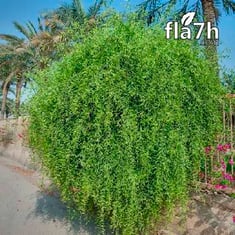 شجرة الأراك 30 بذرة  - Salvadora persica