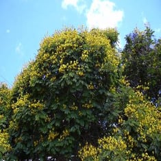 بذور شجرة البلتفورم-50بذرة