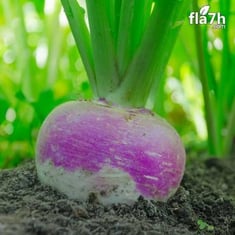 بذور اللفت 100 بذرة - Turnip
