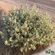 بذور عشبة القضقاض - 40 بذرة - Halothamnus iraqensis