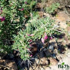 بذور نبات القتاد 25 بذرة - Astragalus Mollis