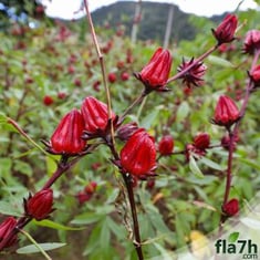 بذور شجيرة الكركديه 60 بذرة - Hibiscus sabdariffa