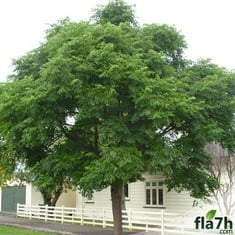 بذور شجرة الزنزلخت 20 بذرة - Melia azedarach