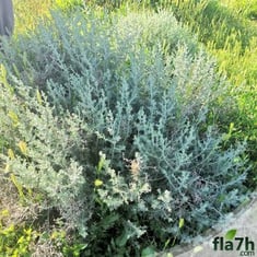 بذور الشيح 100 بذرة - Artemisia