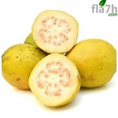 جوافة صفراء (Psidium guajava) 50 بذرة