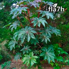 شجرة الخروع  30 بذرة  - Ricinus communis