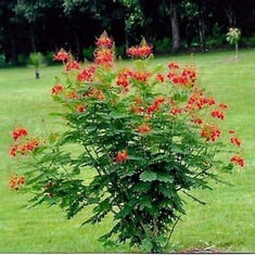 بذور سيسالبينيا أو زهرة الطاووس أحمر-30بذرة