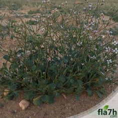 بذور القليقلان 50 بذرة - Savignya Parviflora