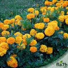 بذور زهرة القطيفة 100 بذرة  Tagetes marigold