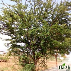 بذور شجرة اللوز الهندي - 30 بذرة - Pithecellobium dulce