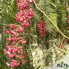 بذور شجرة الفلفل البيروفي - رفيع الأوراق 40 بذرة - Schinus molle