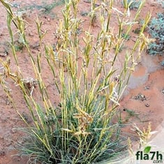 بذور عشبة السخبر ( الصخبر ) 25 بذرة Cymbopogon