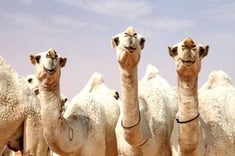 Camel Beauty Festival