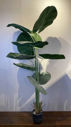 شجر نيكوالا 1.7م