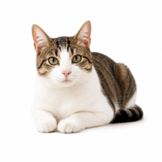 Sterilized cats