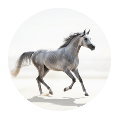 خيول