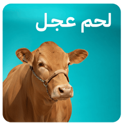 لحم عجل