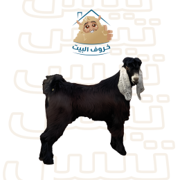 تيس بلدي