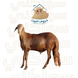 ساكني