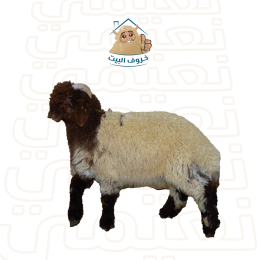 نعيمي