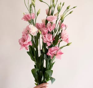استوما