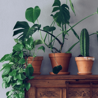 نباتات داخلية | Indoor Plants