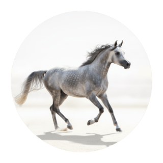خيول