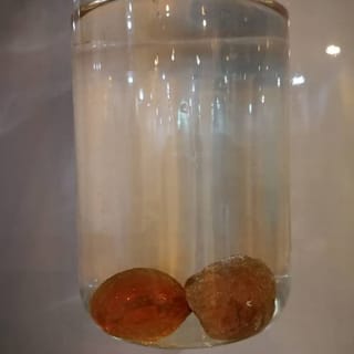 الصمغ العربي الهشاب