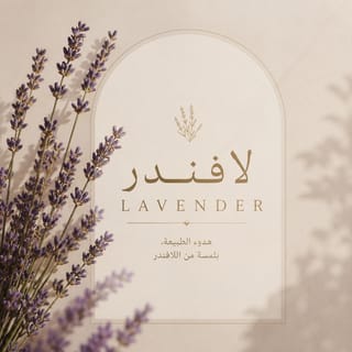 لافندر