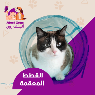 القطط المعقمة
