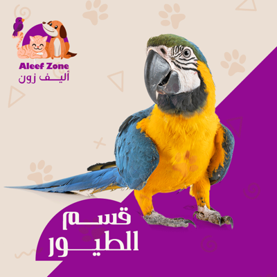 الطيور