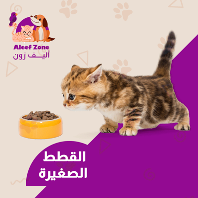 القطط الصغيرة