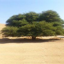 بذور النباتات البرية