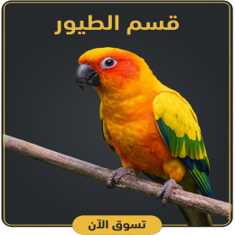 قسم الطيور