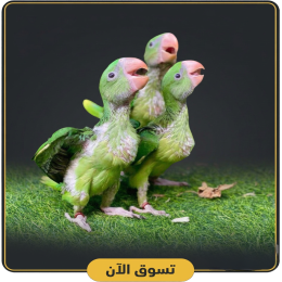 فروخ