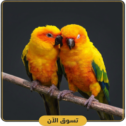 طيور انتاج
