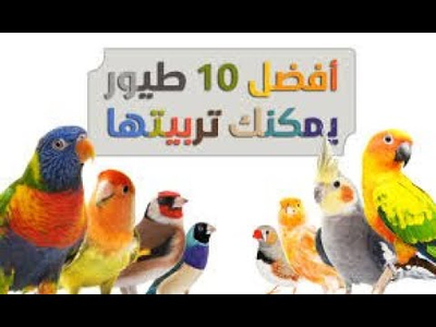 الطيور