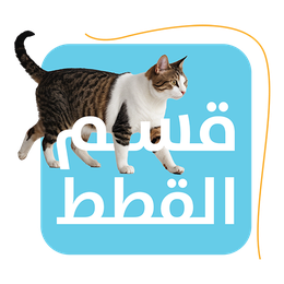 القطط