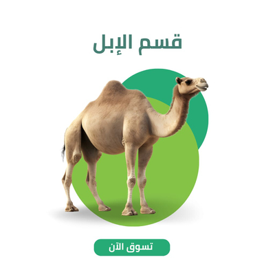 قسم الأبل