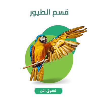 قسم الطيور