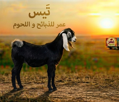 تيس