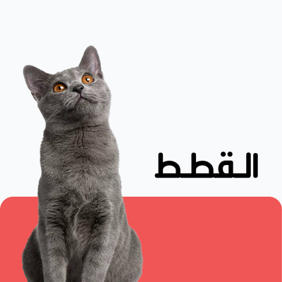 القطط