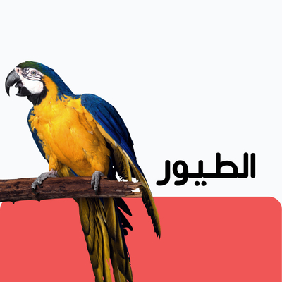 الطيور