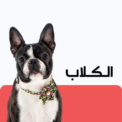 كلاب
