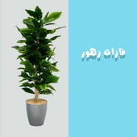 فازات زهور